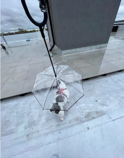 Clear Pet Umbrella Leash