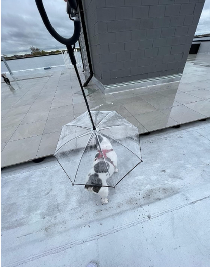 Clear Pet Umbrella Leash